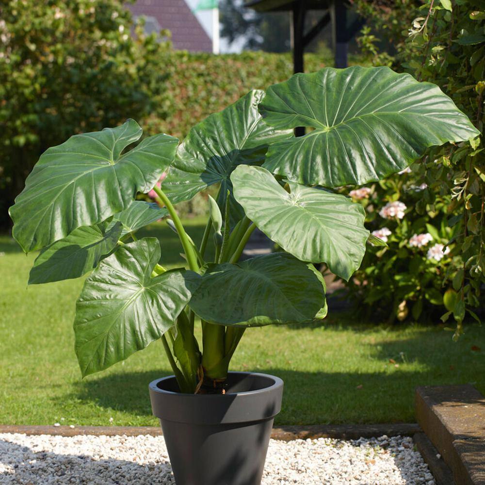  7/9 In. Alocasia Odora Elephant Ear Bulbs (Bag Of 3)