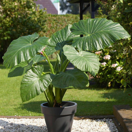  7/9 In. Alocasia Odora Elephant Ear Bulbs (Bag Of 3)