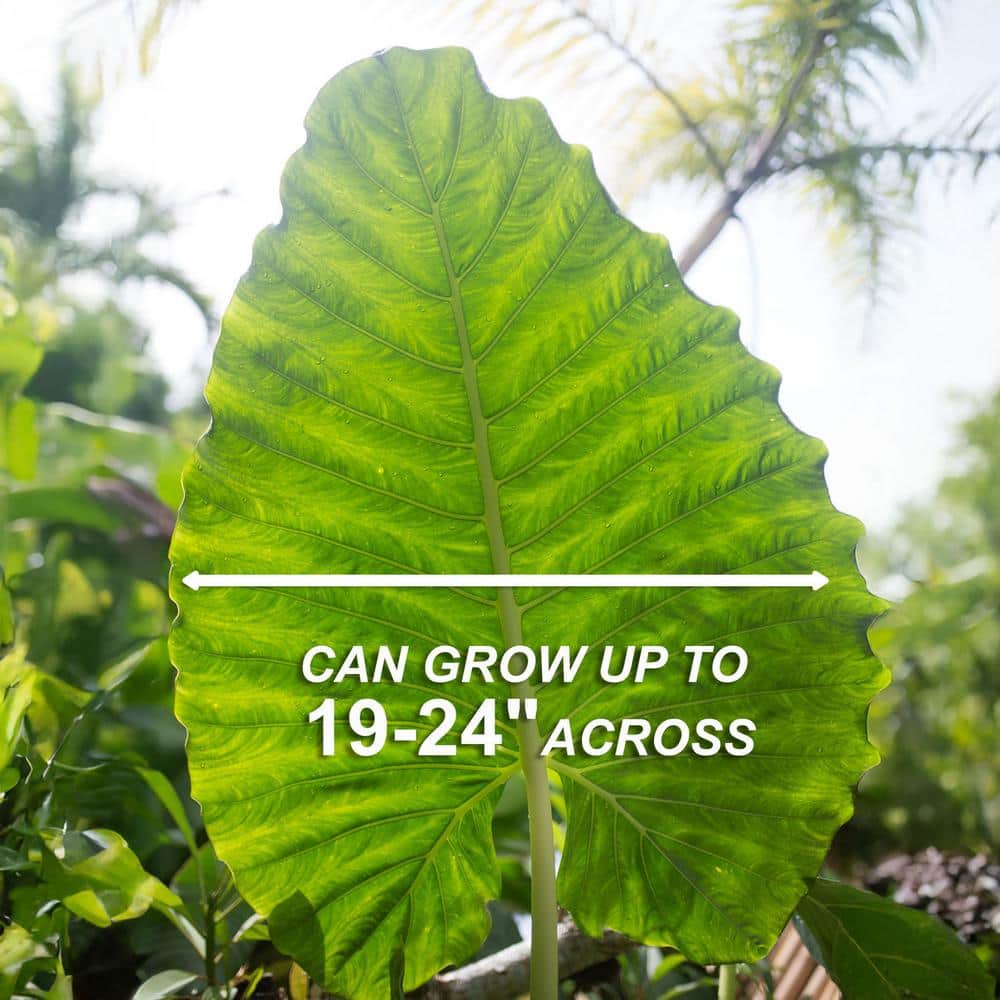  7/9 Inches, Alocasia Odora Elephant Ear Bulbs (Bag Of 5)