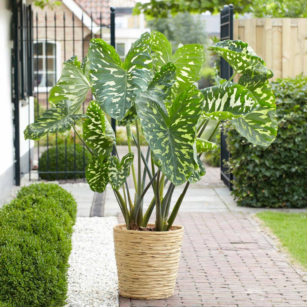  7/9 In. Alocasia Hilo Beauty Elephant Ear Bulbs (Bag Of 1)