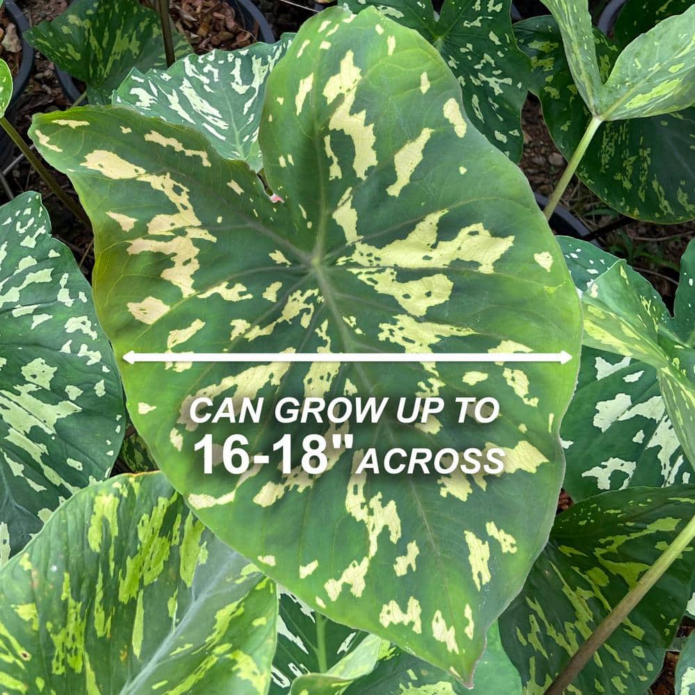  7/9 In. Alocasia Hilo Beauty Elephant Ear Bulbs (Bag Of 1)