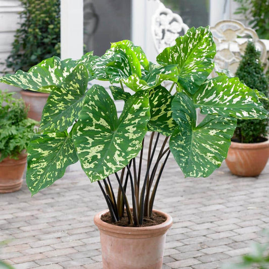  7/9 In. Alocasia Hilo Beauty Elephant Ear Bulbs (Bag Of 1)