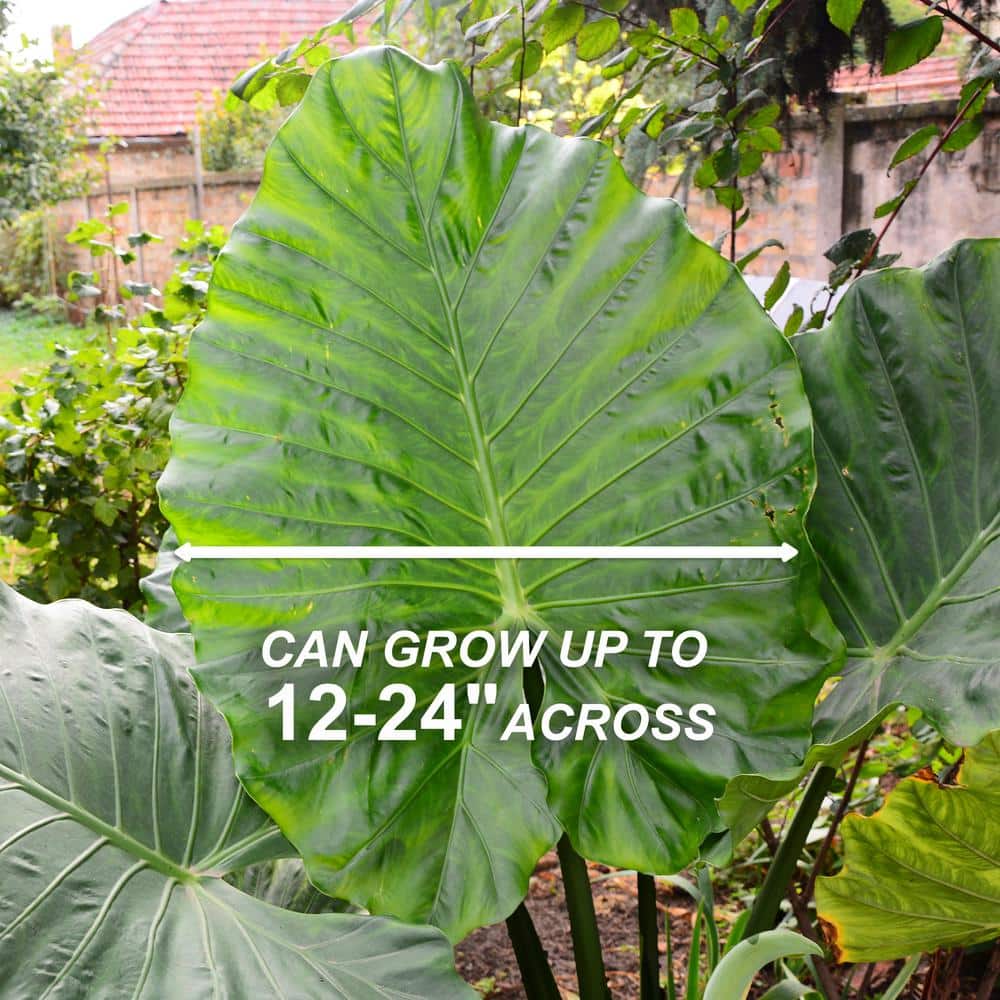  7/9 In. Colocasia Upright Black Elephant Ear Bulbs (Bag Of 1)