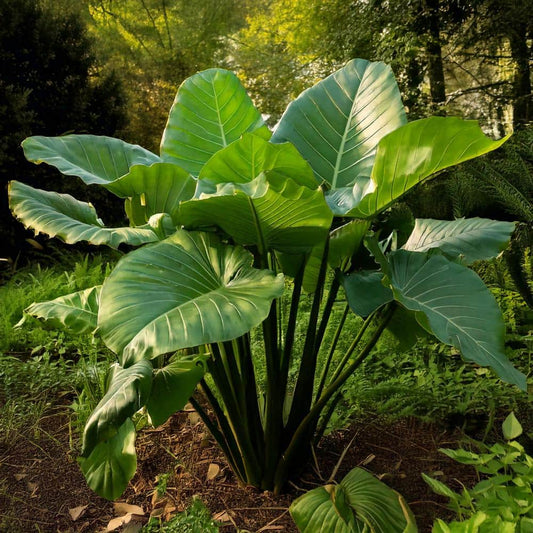  7/9 In. Colocasia Upright Black Elephant Ear Bulbs (Bag Of 1)