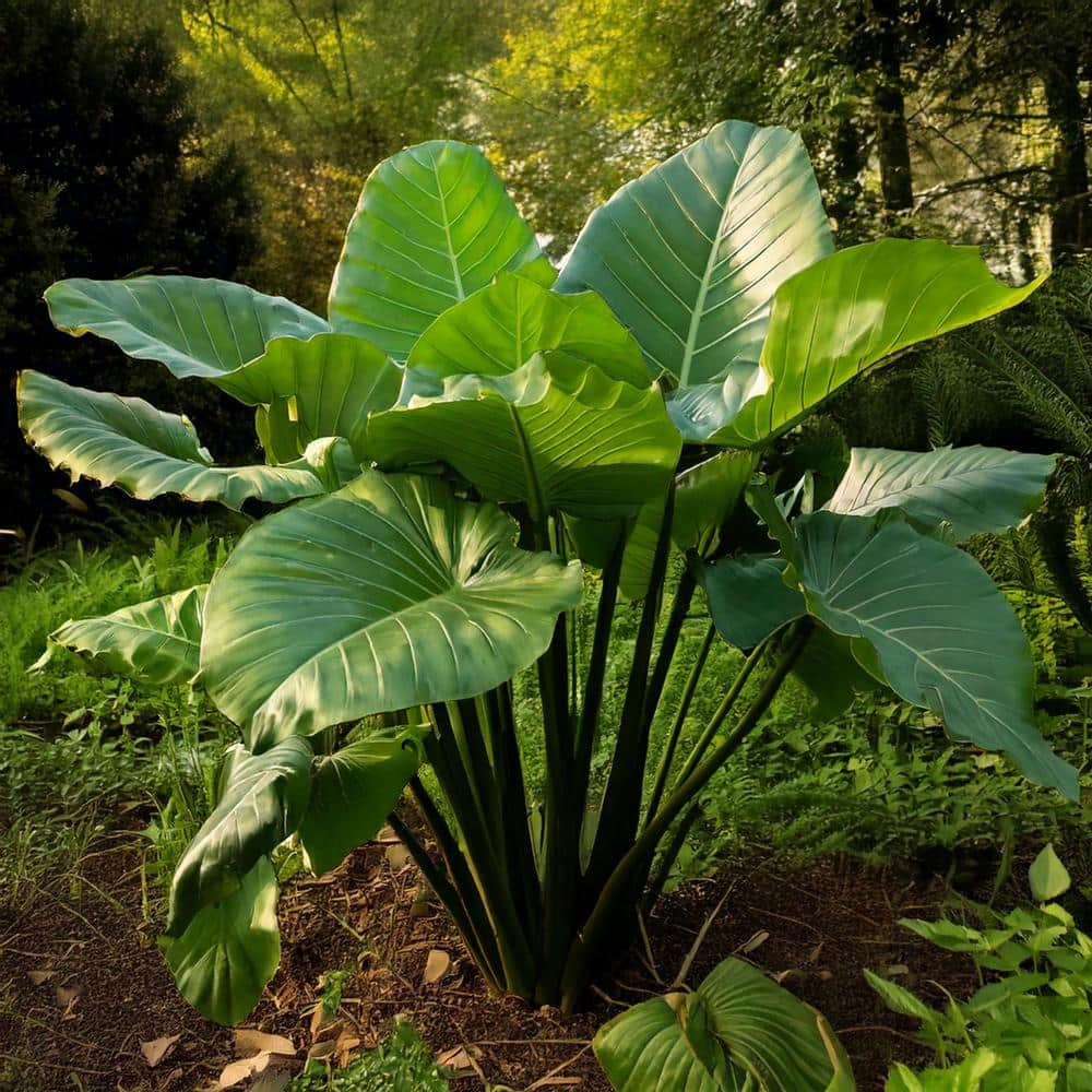  7/9 In. Colocasia Upright Black Elephant Ear Bulbs (Bag Of 3)
