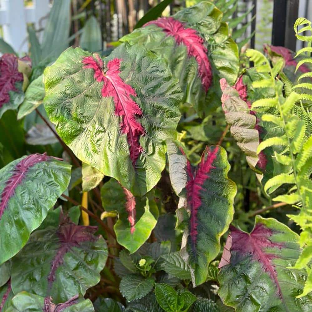 7/9 Inches, Colocasia Madeira Star Elephant Ear Bulbs (Bag Of 3)