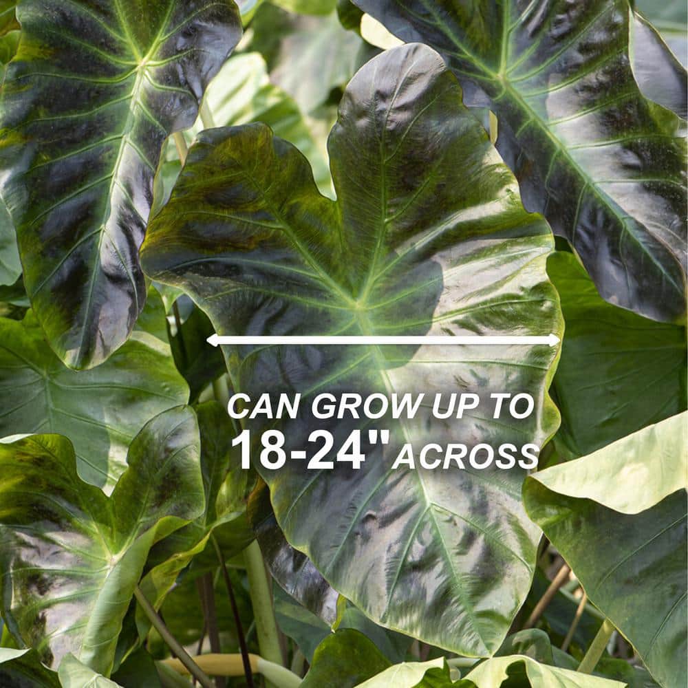  7/9 In. Colocasia Aloha Elephant Ear Bulbs (Bag Of 1)