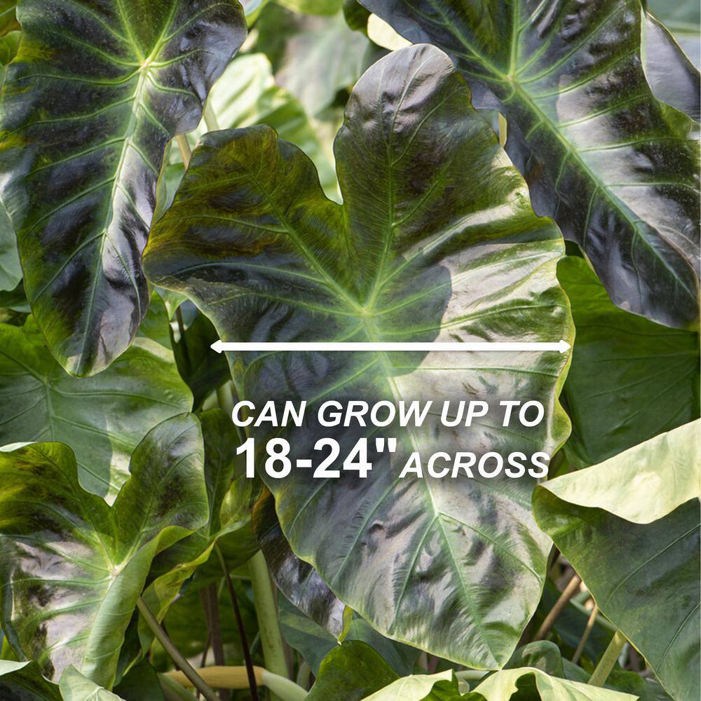  7/9 In. Colocasia Aloha Elephant Ear Bulbs (Bag Of 3)