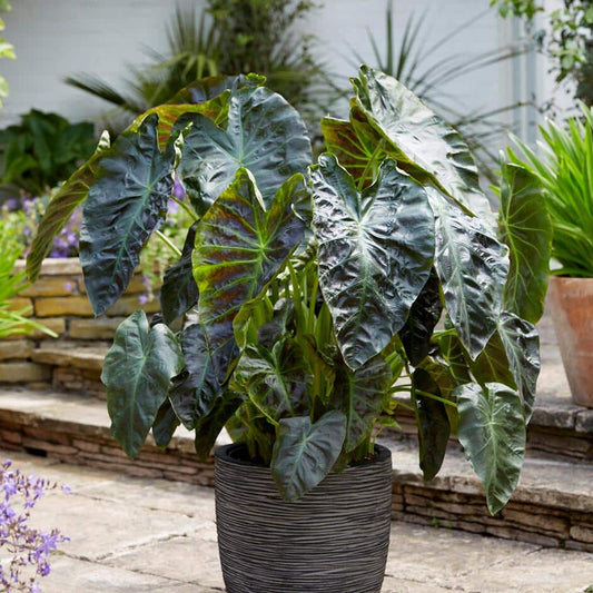  7/9 In. Colocasia Aloha Elephant Ear Bulbs (Bag Of 5)