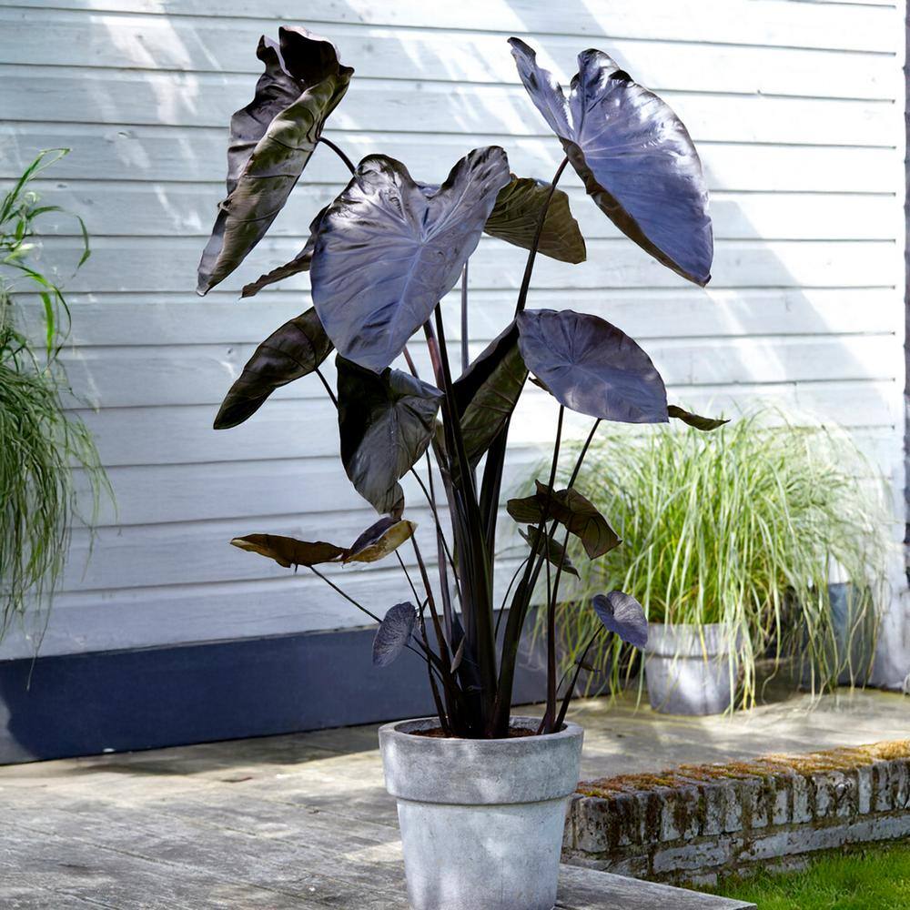  7/9 In., Colocasia Black Coral Elephant Ear Bulbs (Bag Of 1)