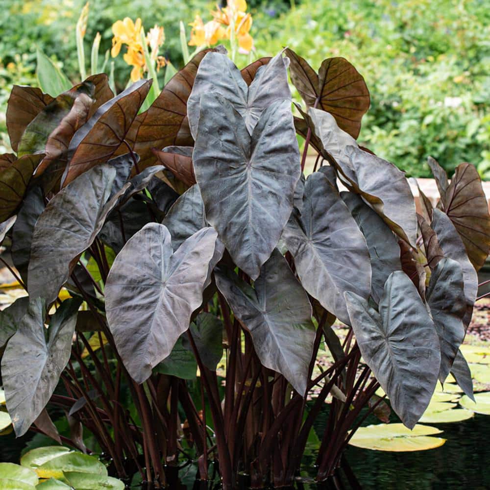  7/9 In., Colocasia Black Coral Elephant Ear Bulbs (Bag Of 1)