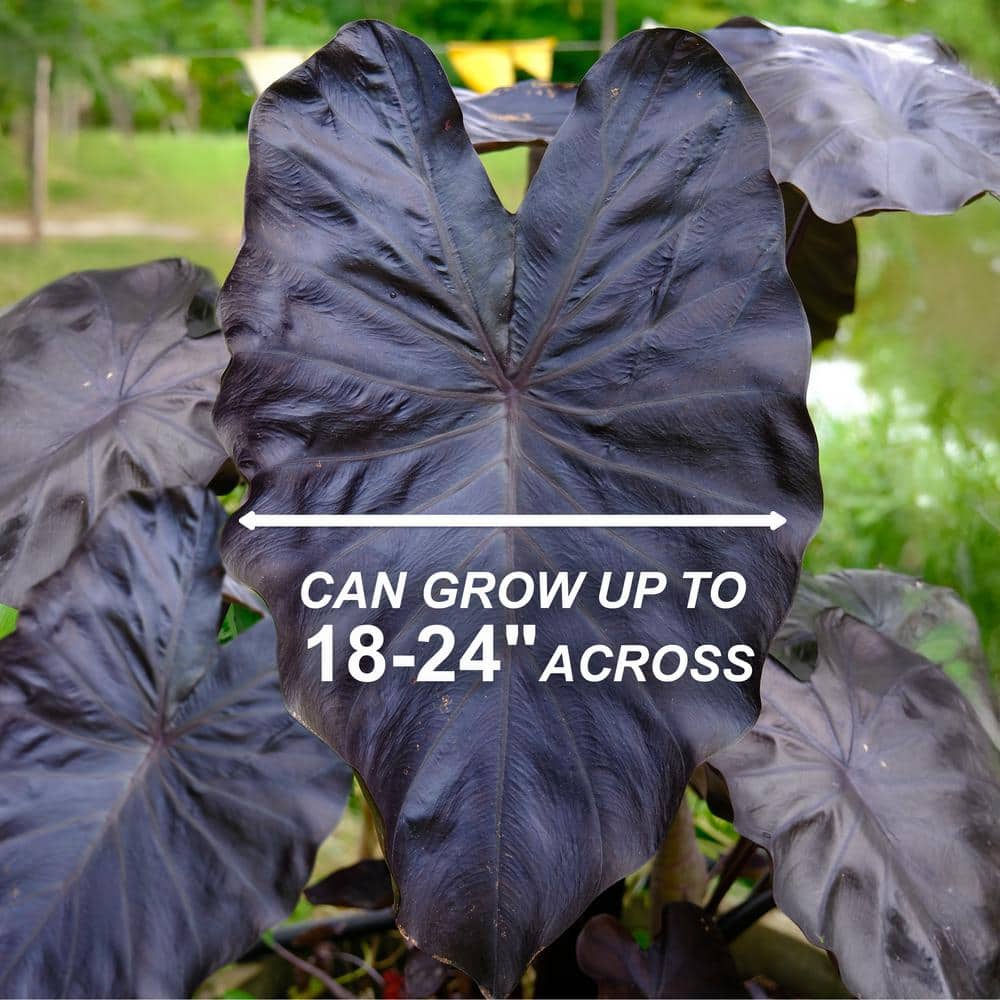 7/9 In. Colocasia Black Coral Elephant Ear Bulbs (Bag Of 3)