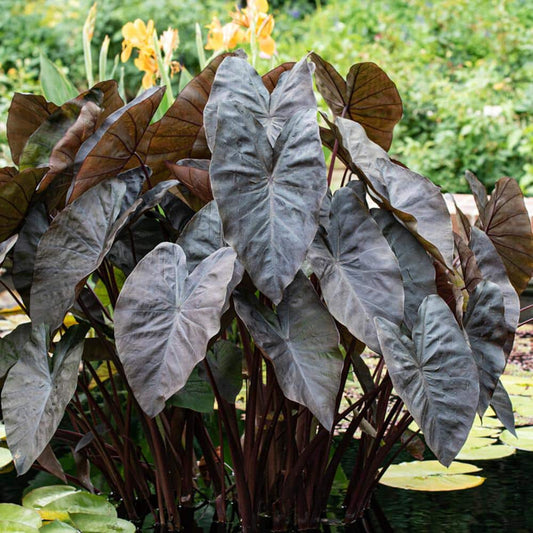  7/9 In. Colocasia Black Coral Elephant Ear Bulbs (Bag Of 5)
