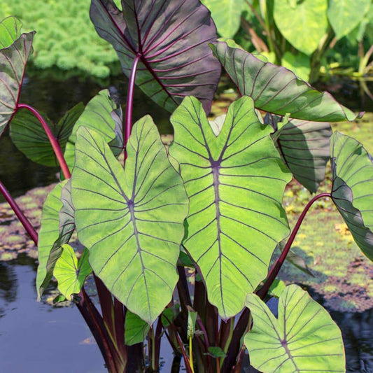  7/9 In. Colocasia Blue Hawaii Elephant Ear Bulbs (Bag Of 1)