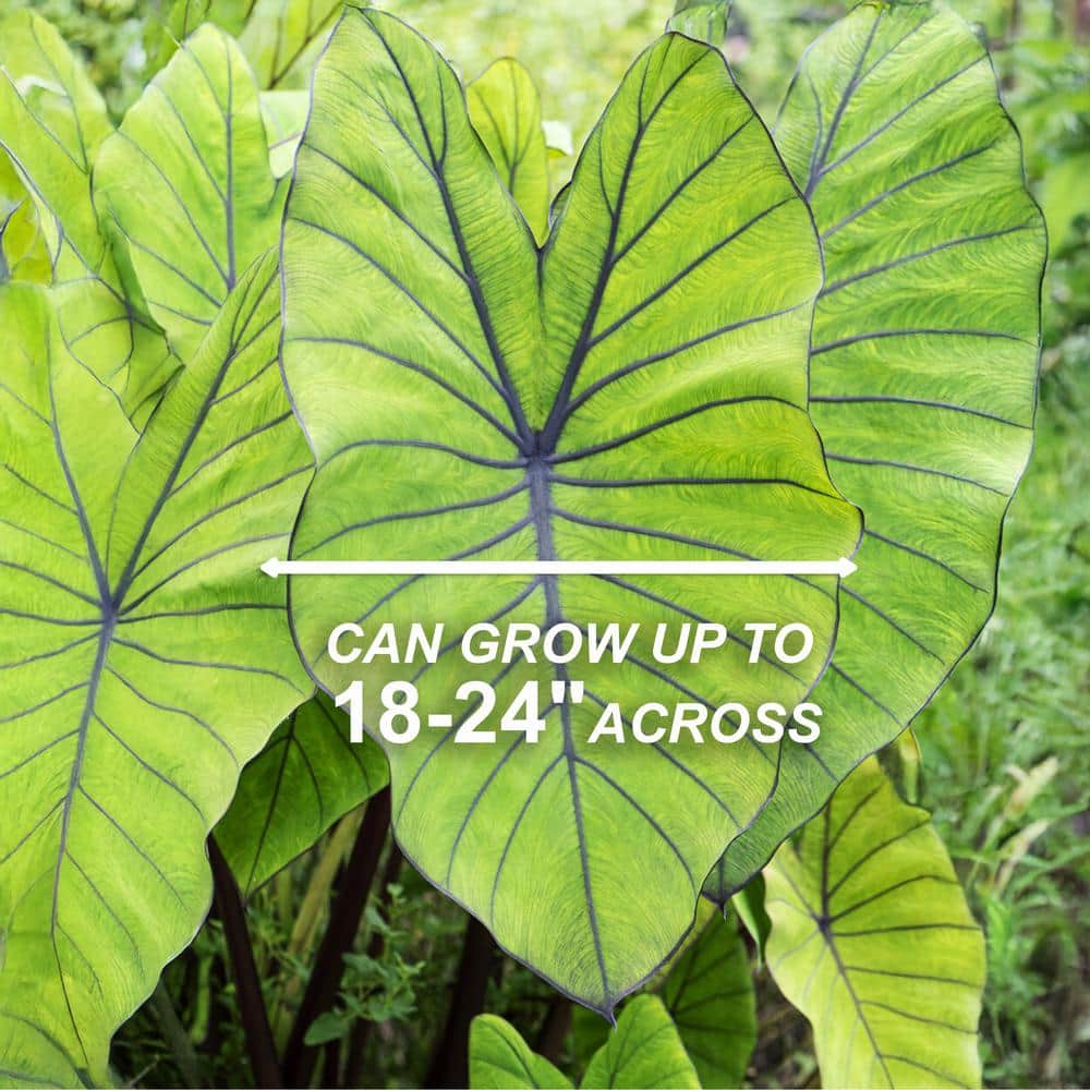 7/9 Inches, Colocasia Blue Hawaii Elephant Ear Bulbs (Bag Of 3)