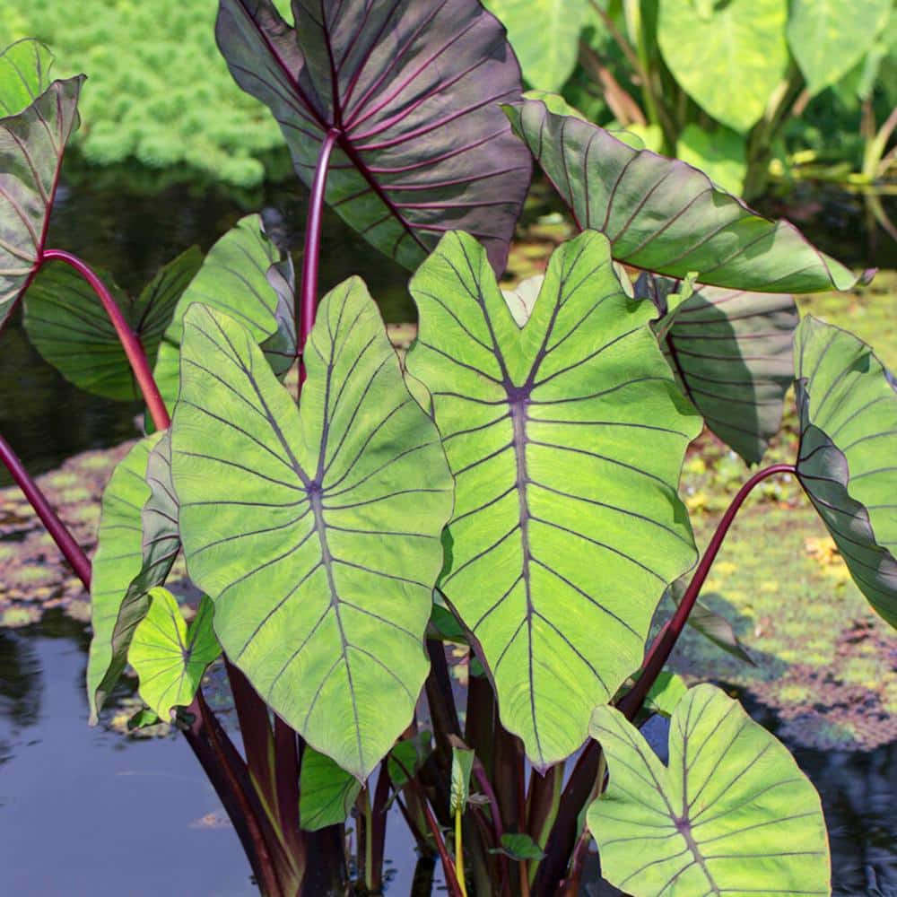  7/9 Inches, Colocasia Blue Hawaii Elephant Ear Bulbs (Bag Of 3)