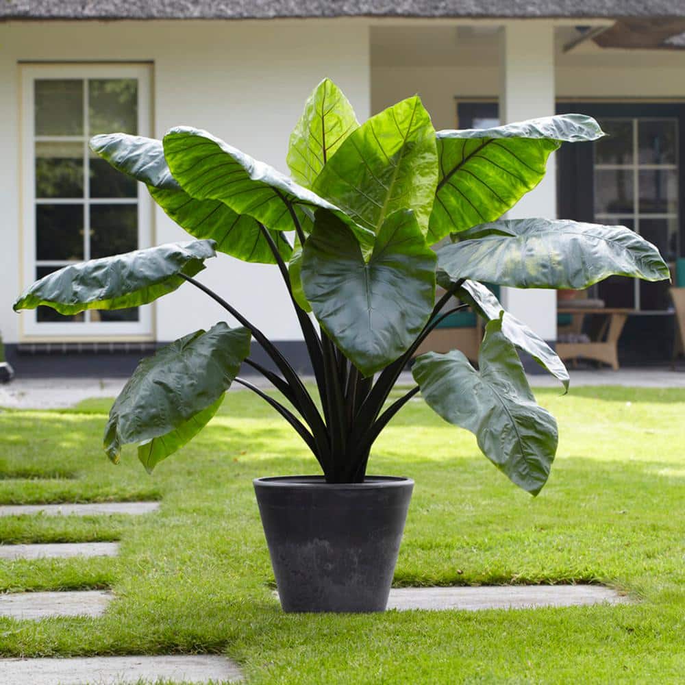  7/9 In. Colocasia Black Stem Elephant Ear Bulbs (Bag Of 1)