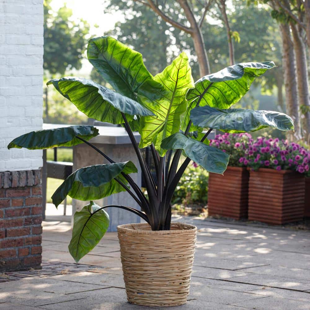  7/9 Inches, Colocasia Black Stem Elephant Ear Bulbs (Bag Of 3)