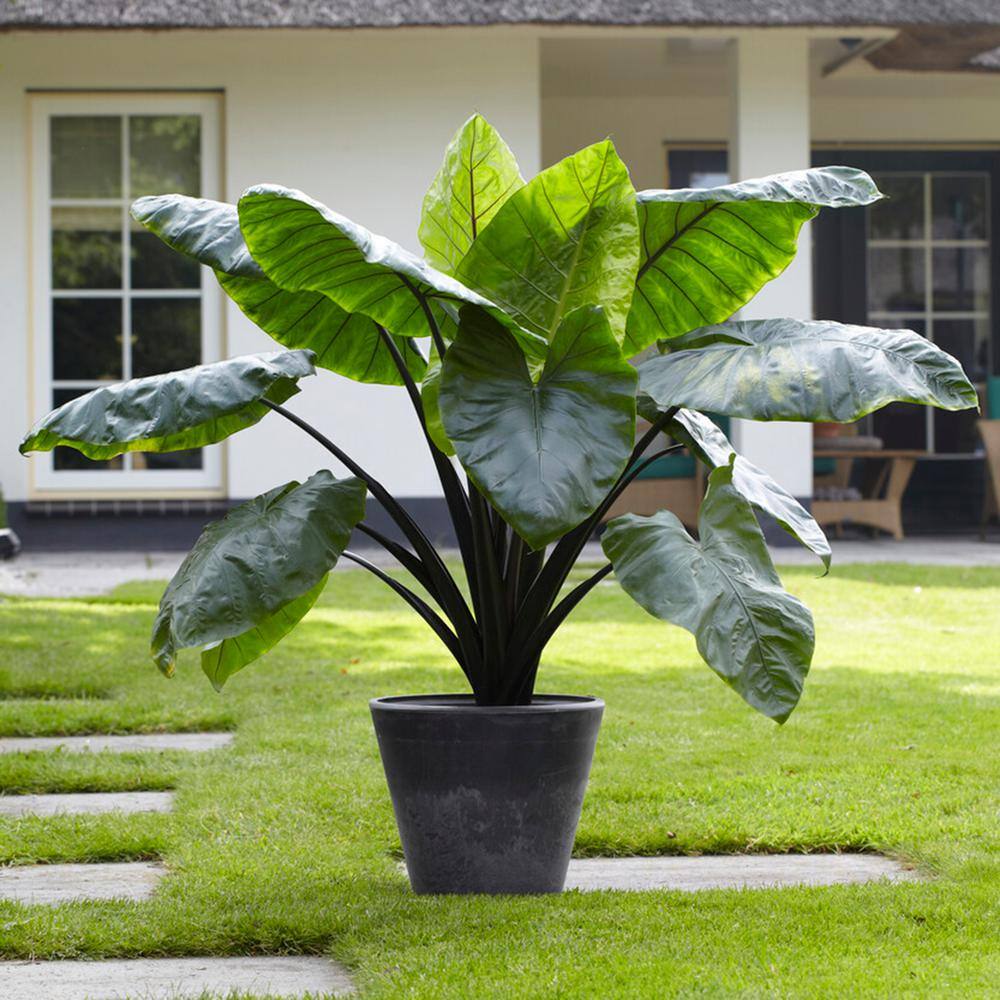  7/9 In. Colocasia Black Stem Elephant Ear Bulbs (Bag Of 5)