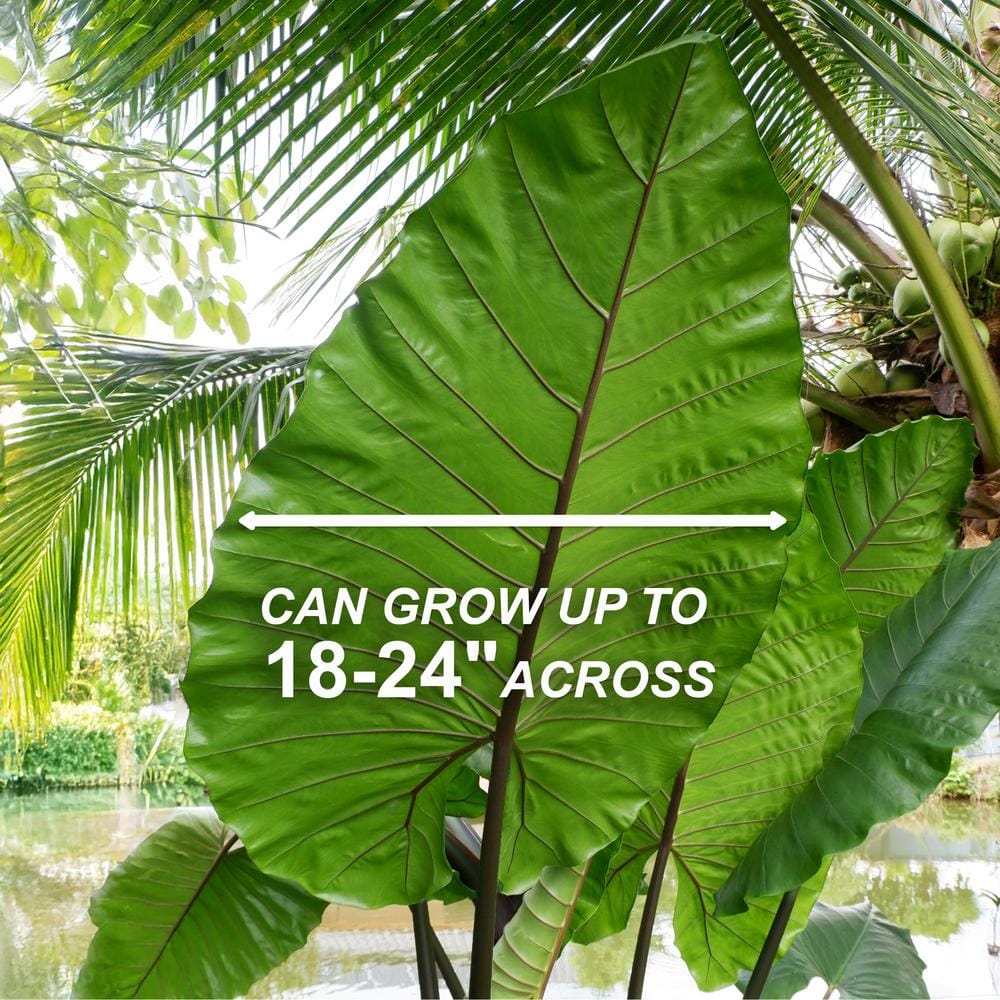  7/9 In. Colocasia Black Stem Elephant Ear Bulbs (Bag Of 5)