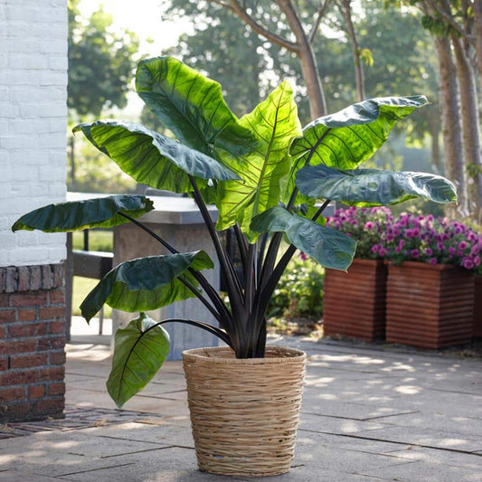  7/9 In. Colocasia Black Stem Elephant Ear Bulbs (Bag Of 5)
