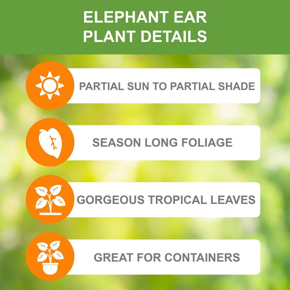  7/9 In. Colocasia Black Stem Elephant Ear Bulbs (Bag Of 5)
