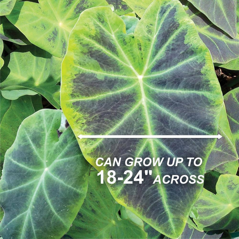  7/9 In. Colocasia Illustris Elephant Ear Bulbs (Bag Of 1)