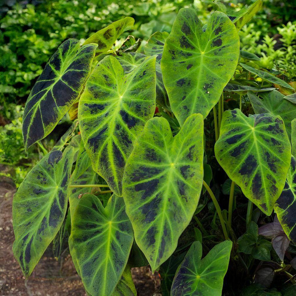  7/9 In., Colocasia Illustris Elephant Ear Bulbs (Bag Of 5)