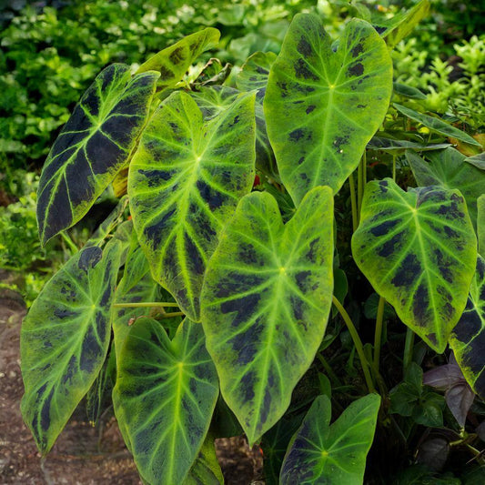  7/9 In., Colocasia Illustris Elephant Ear Bulbs (Bag Of 5)