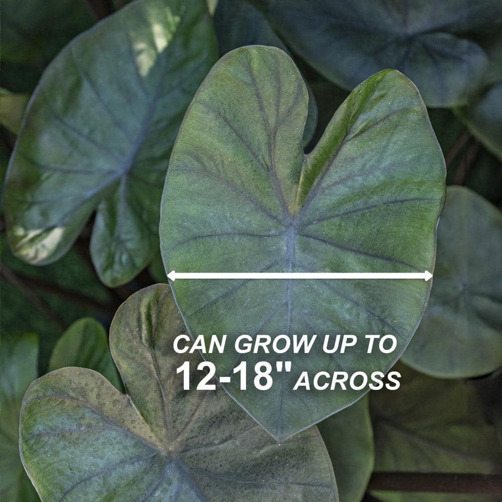  7/9 In. Colocasia Kona Coffee Elephant Ear Bulbs (Bag Of 1)