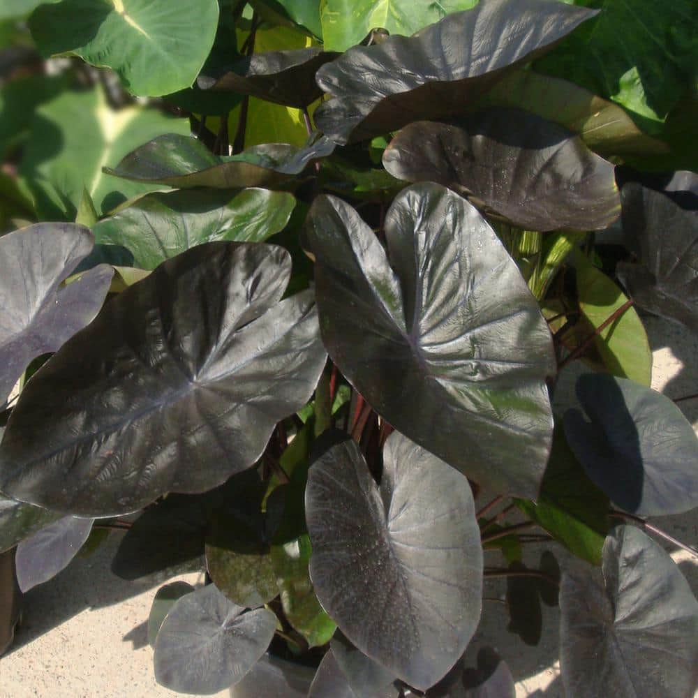  7/9 In. Colocasia Kona Coffee Elephant Ear Bulbs (Bag Of 1)