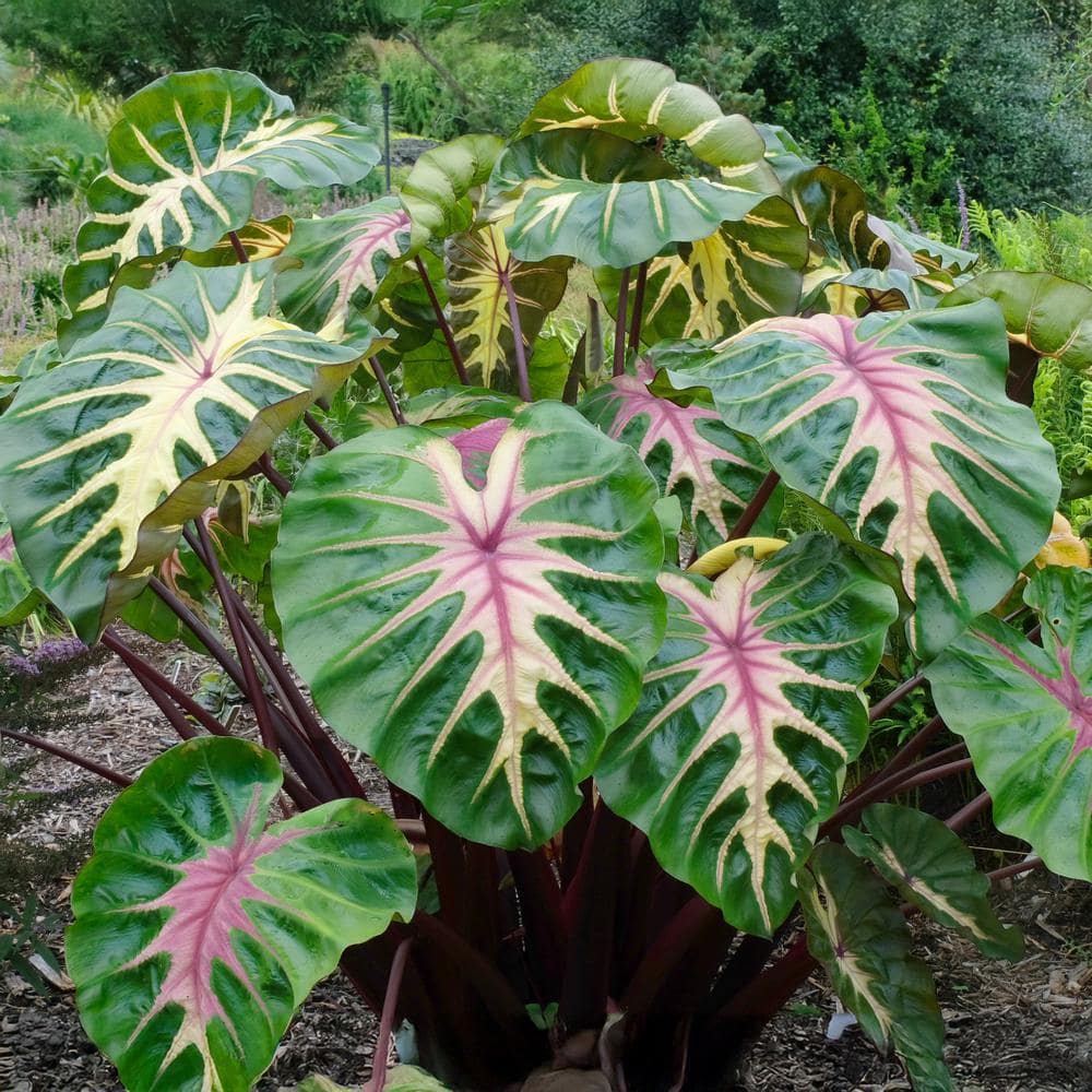  7/9 In. Colocasia Waikiki Elephant Ear Bulbs (Bag Of 5)