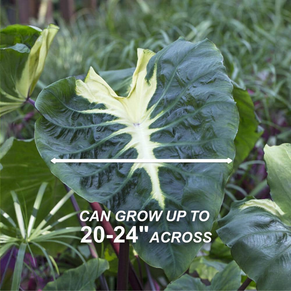  9/11 In. Colocasia White Lava Elephant Ear Bulbs (Bag Of 5)