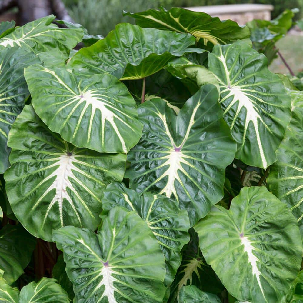  9/11 In. Colocasia White Lava Elephant Ear Bulbs (Bag Of 5)