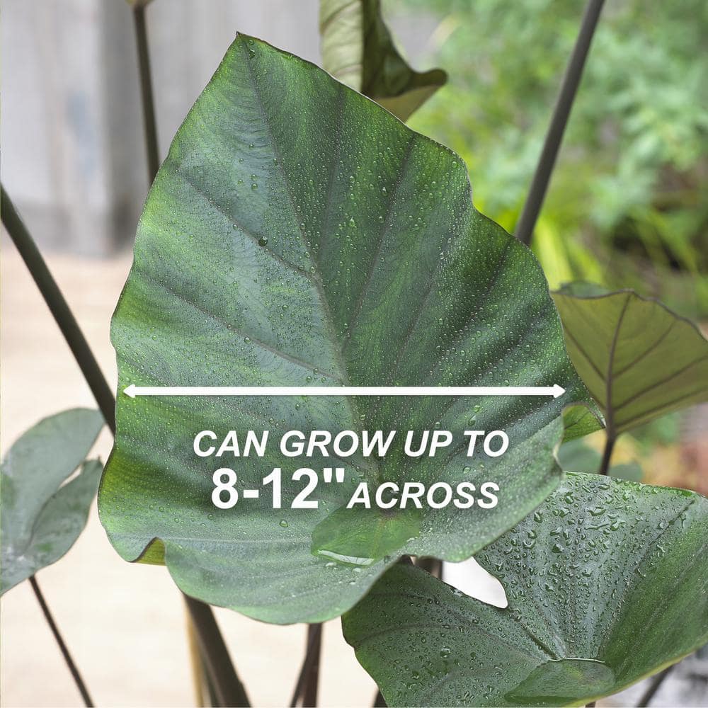  9/11 In., Colocasia Teacup Elephant Ear Bulbs (Bag Of 1)