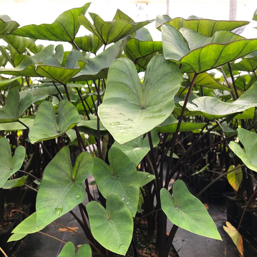  9/11 In. Colocasia Teacup Elephant Ear Bulbs (Bag Of 5)
