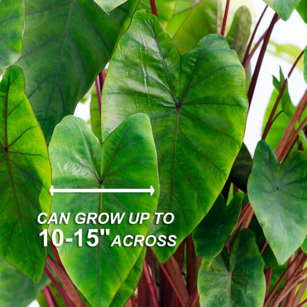  7/9 In. Hawaiian Punch Elephant Ear Bulbs (Bag Of 1)