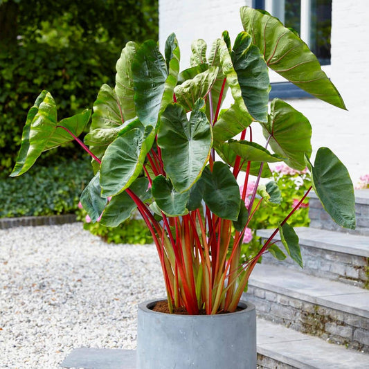  7/9 In. Hawaiian Punch Elephant Ear Bulbs (Bag Of 5)