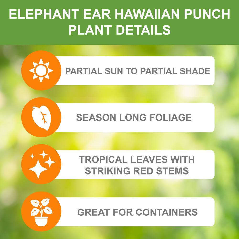  7/9 In. Hawaiian Punch Elephant Ear Bulbs (Bag Of 5)