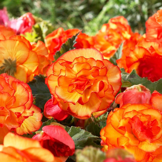  Bare Roots, Begonia Picotee Sunburst Flower Bulbs (Bag Of 10)