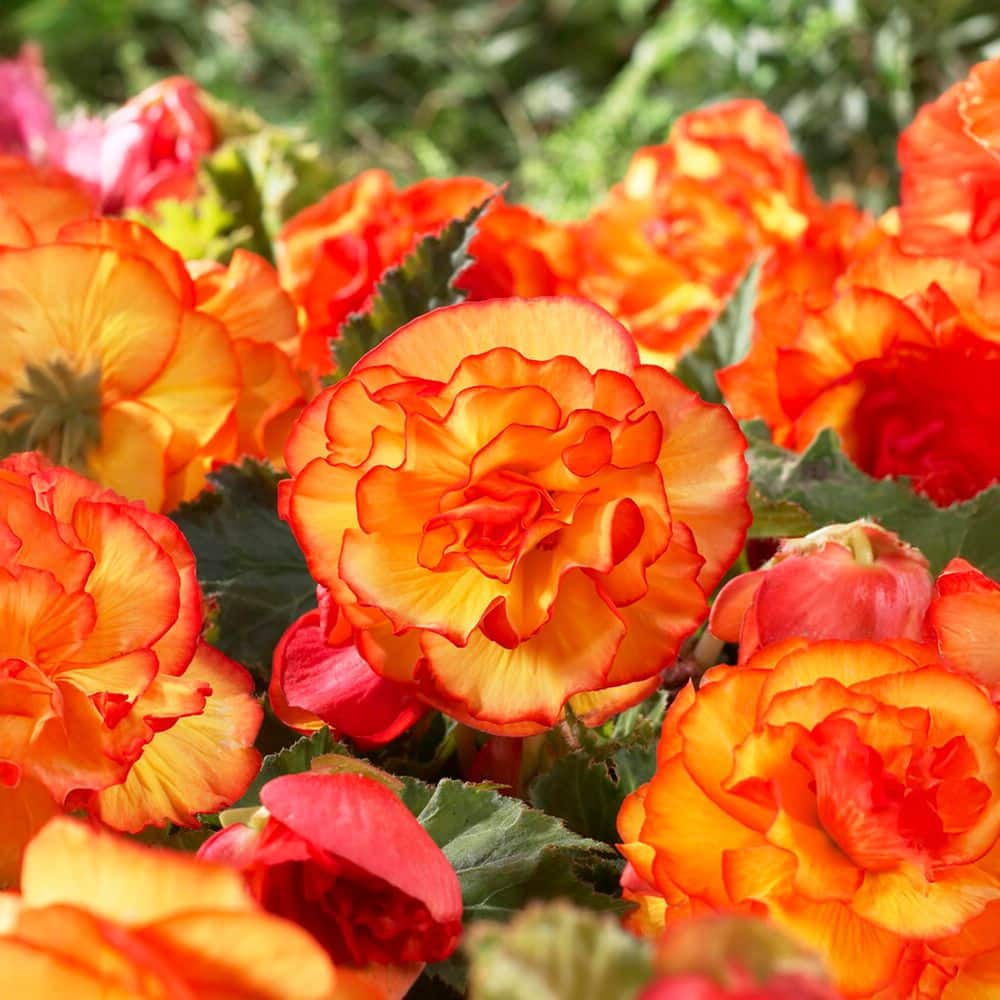  Bare Roots, Begonia Picotee Sunburst Flower Bulbs (Bag Of 20)