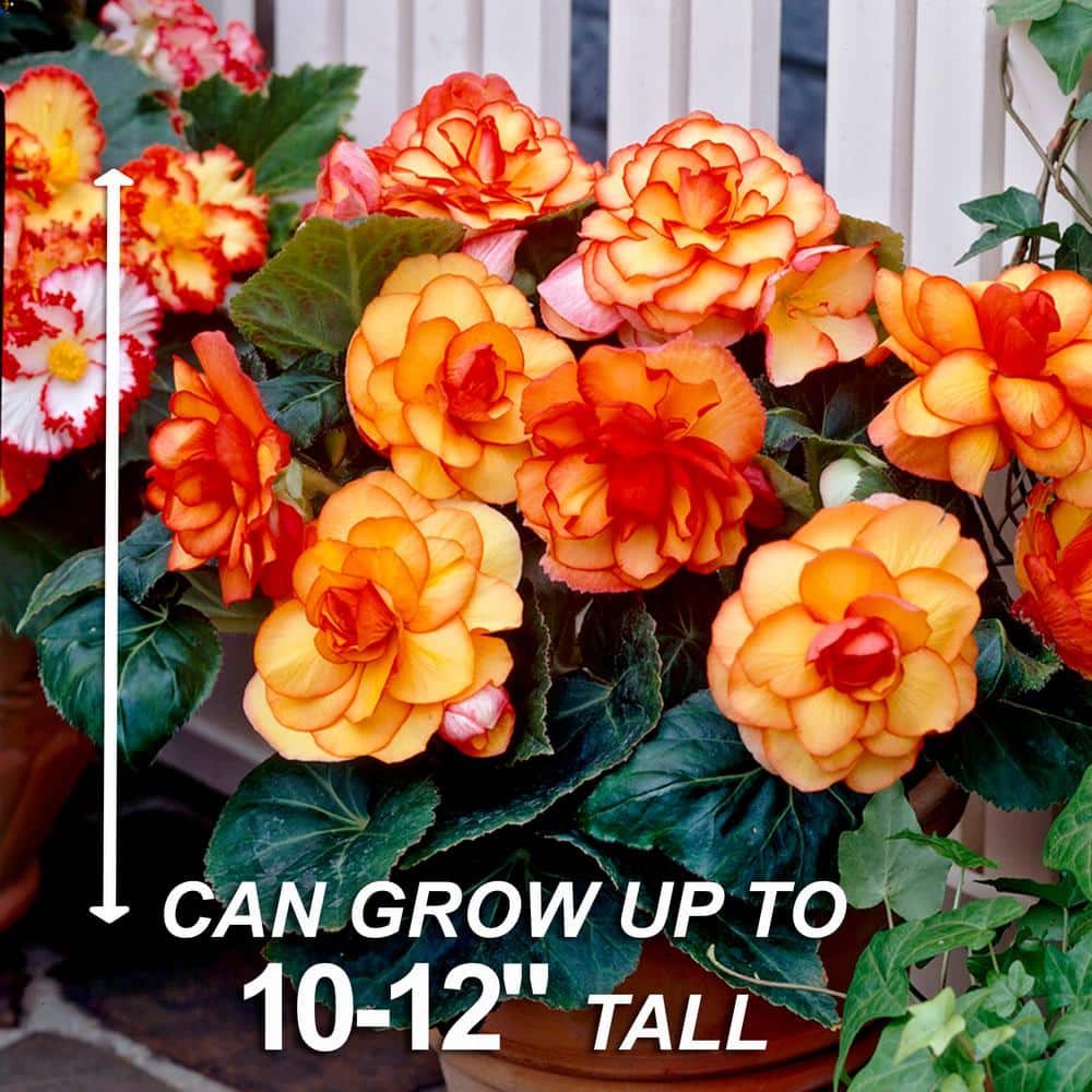  Bare Roots, Begonia Picotee Sunburst Flower Bulbs (Bag Of 30)