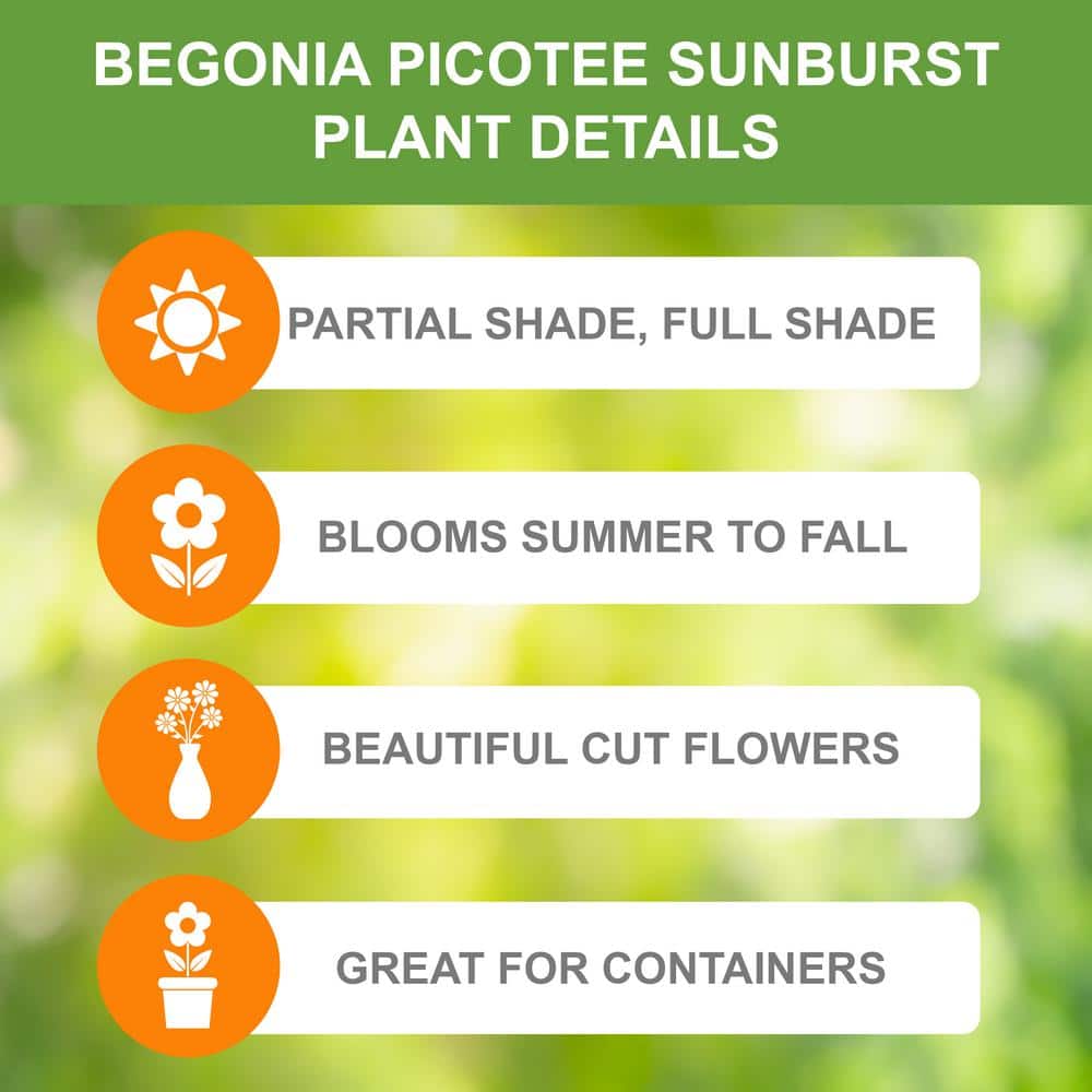  Bare Roots, Begonia Picotee Sunburst Flower Bulbs (Bag Of 30)