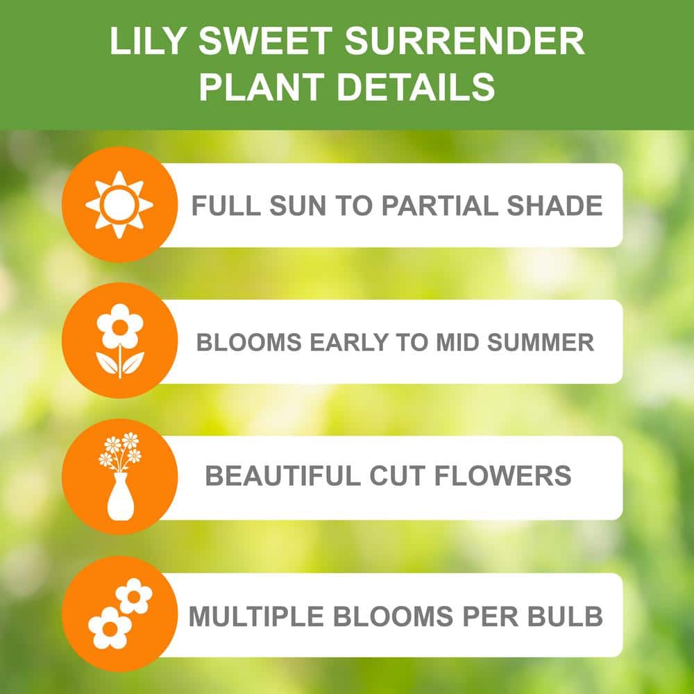  14/16 Cm, Asiatic Lily Sweet Surrender Flower Bulbs (Bag Of 10)