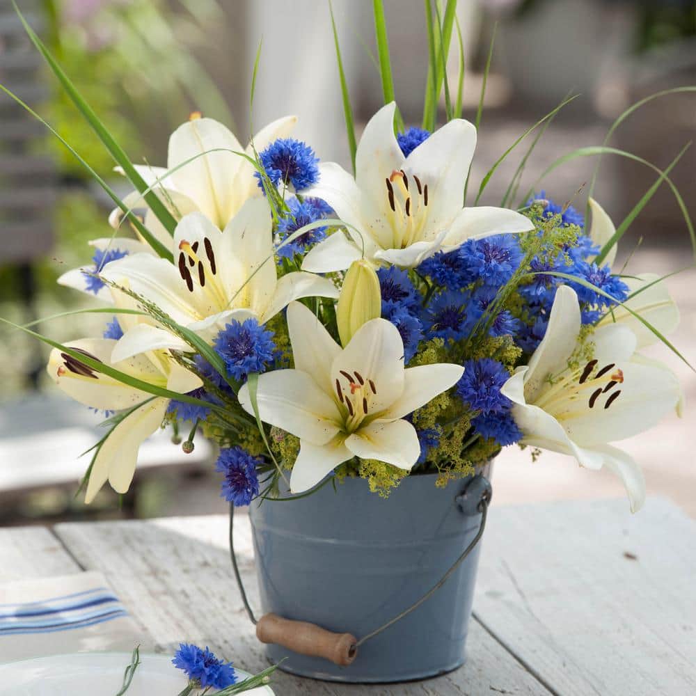  14/16 Cm, Asiatic Lily Sweet Surrender Flower Bulbs (Bag Of 10)