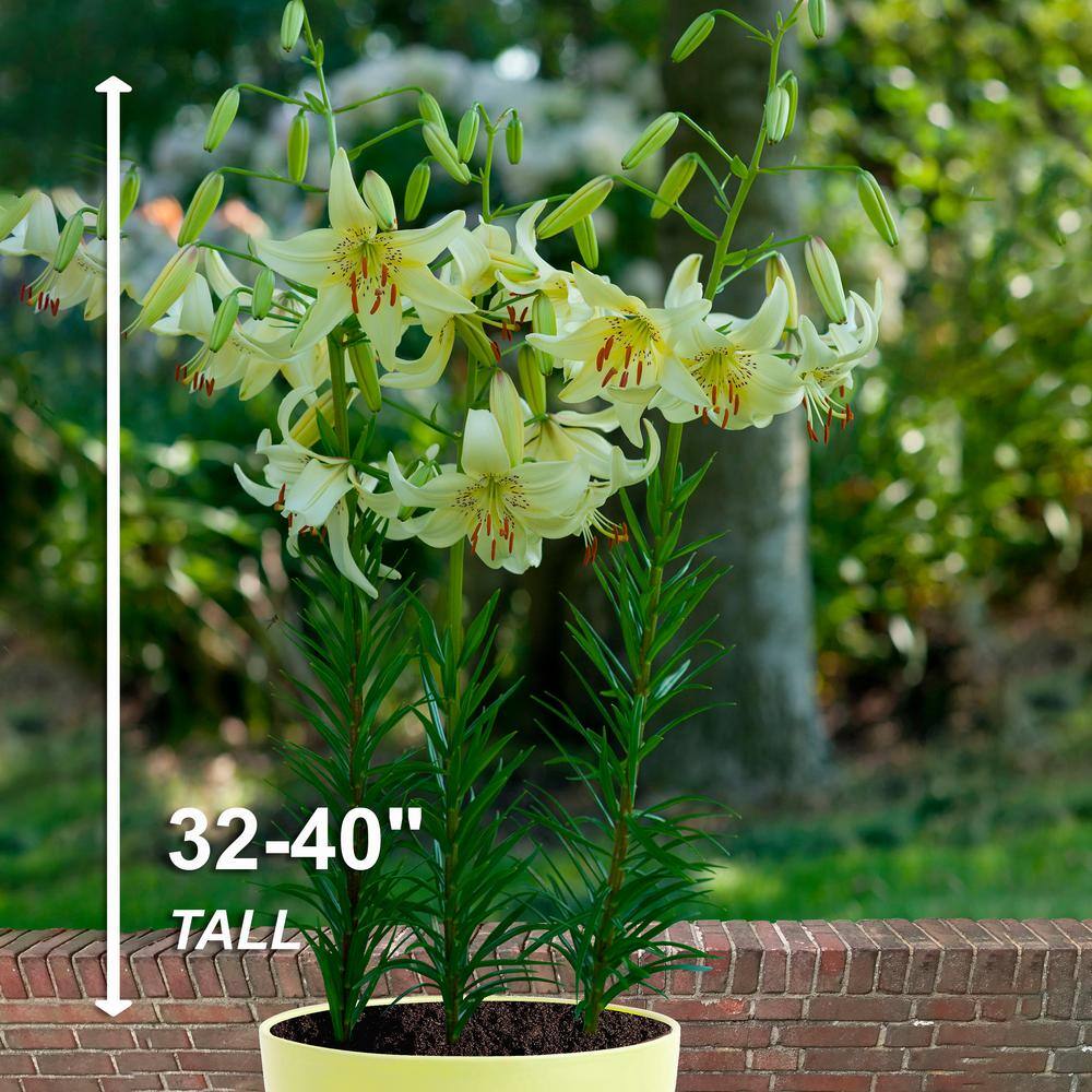  14/16 Cm, Asiatic Lily Sweet Surrender Flower Bulbs (Bag Of 20)