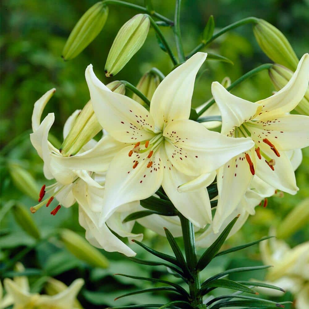  14/16 Cm, Asiatic Lily Sweet Surrender Flower Bulbs (Bag Of 20)