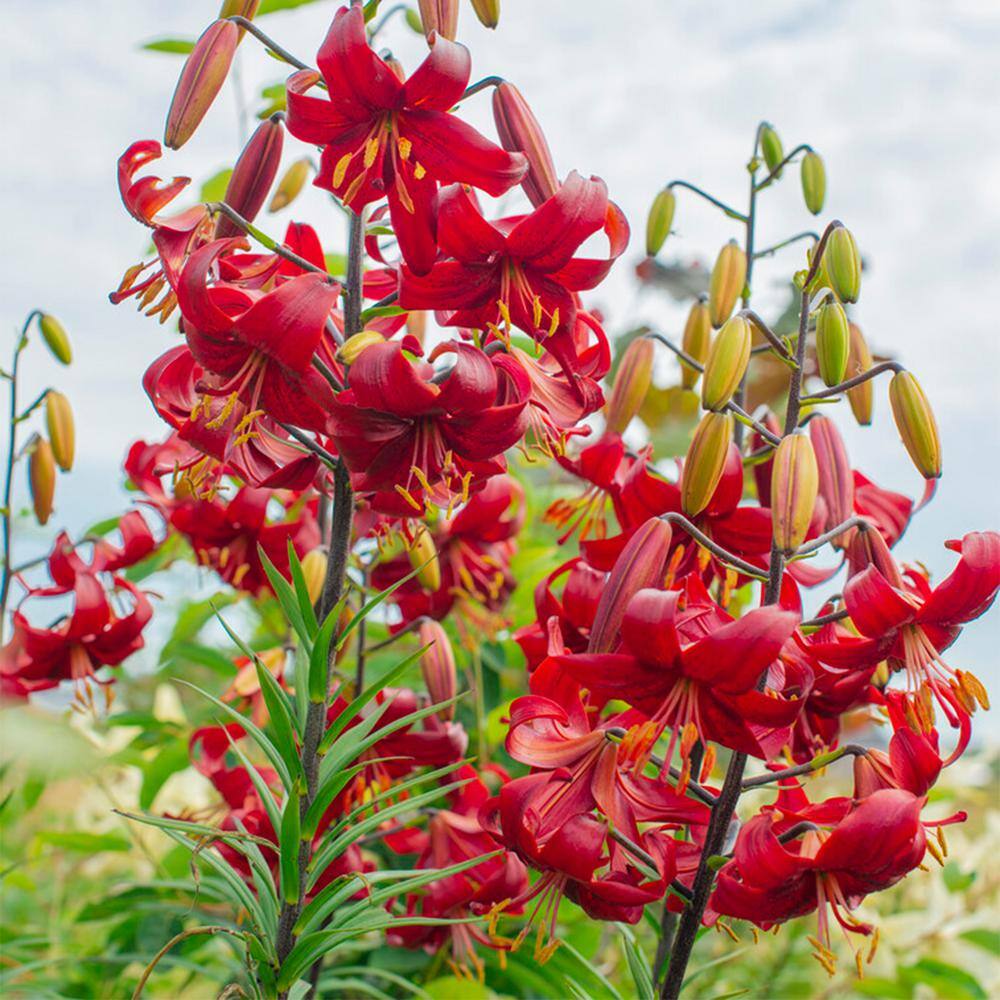  14/16 Cm, Asiatic Lily Red Velvet Flower Bulbs (Bag Of 20)