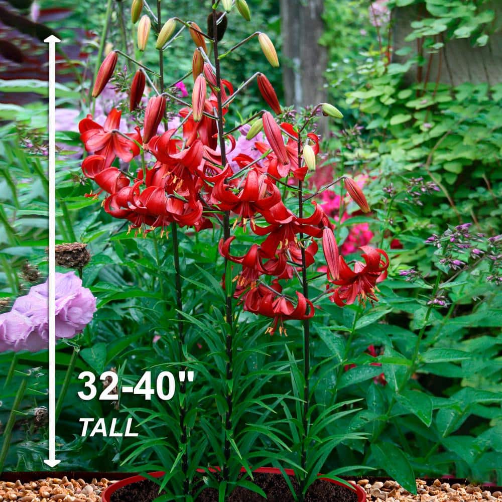  14/16 Cm, Asiatic Lily Red Velvet Flower Bulbs (Bag Of 20)