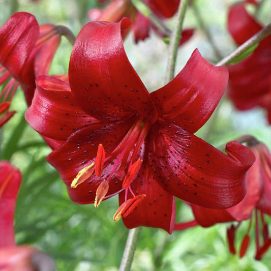  14/16 Cm, Asiatic Lily Red Velvet Flower Bulbs (Bag Of 20)